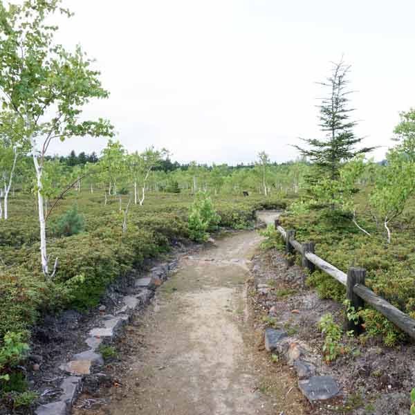 アトサヌプリ つつじヶ原探勝路