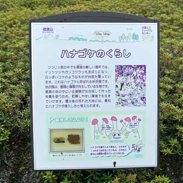 看板 ハナゴケのくらしについて