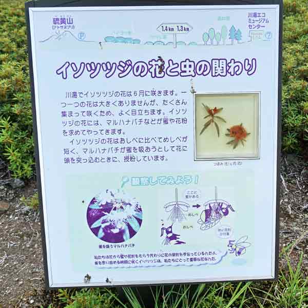 看板 イソツツジの花と虫の関わりについて