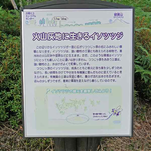 看板 火山灰地に生きるイソツツジについて