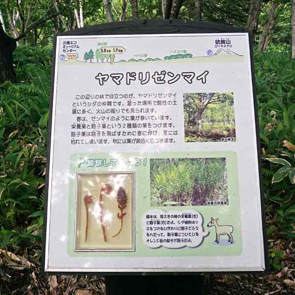 看板 ヤマドリゼンマイについて