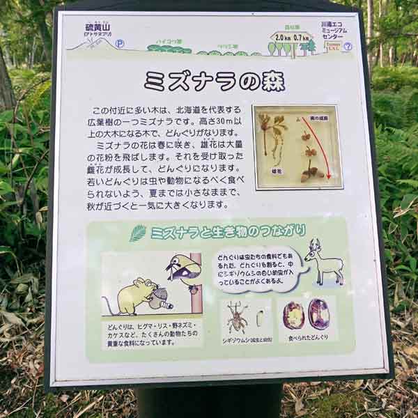 看板 ミズナラの森について