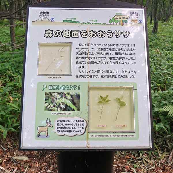 看板 森の地面をおおうササについて