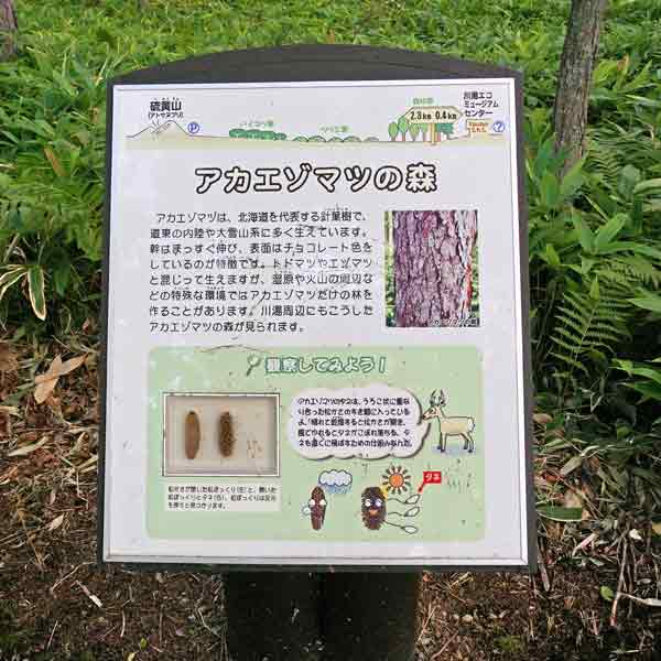 看板 アカエゾマツの森について