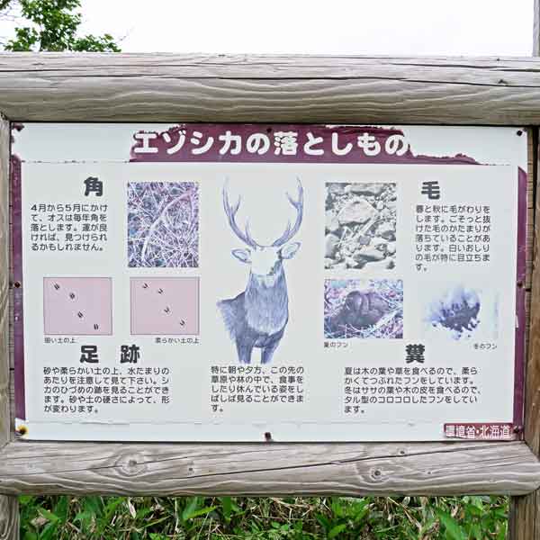 看板 エゾシカの落としものについて
