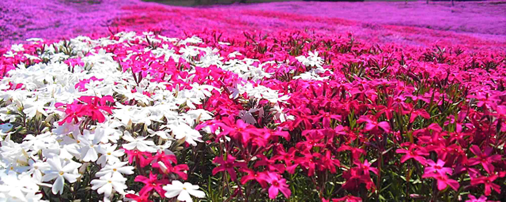 東藻琴芝桜公園