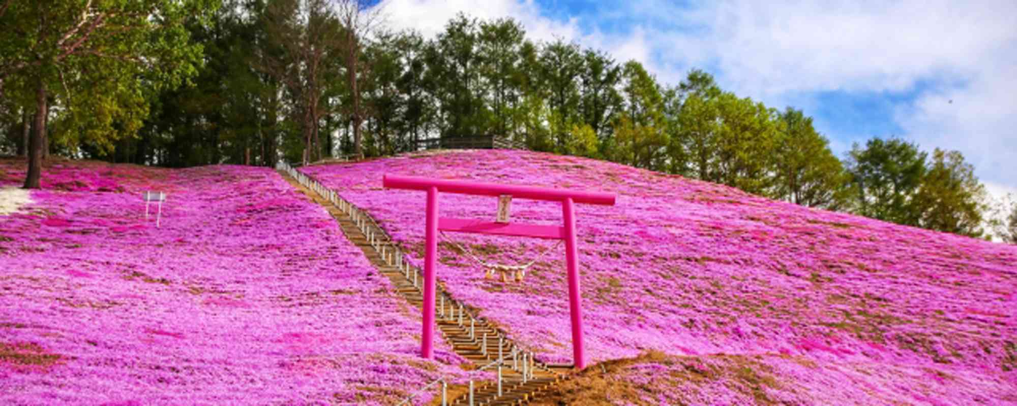 東藻琴芝桜公園