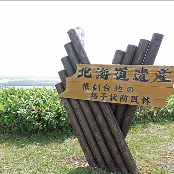 格子状の防風林