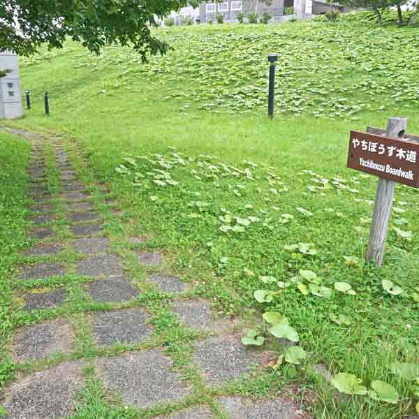 霧多布湿原 遊歩道