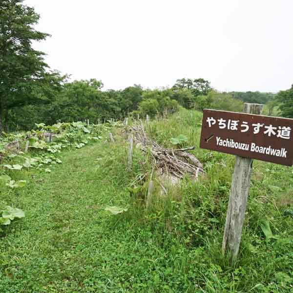 霧多布湿原 遊歩道