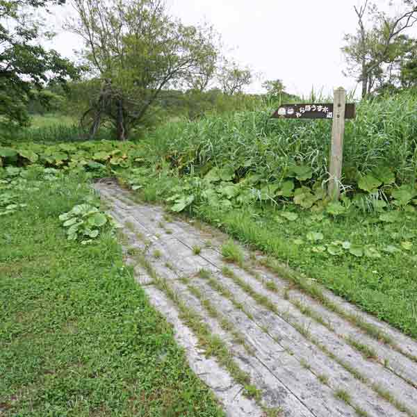 霧多布湿原 やちぼうず木道出入口