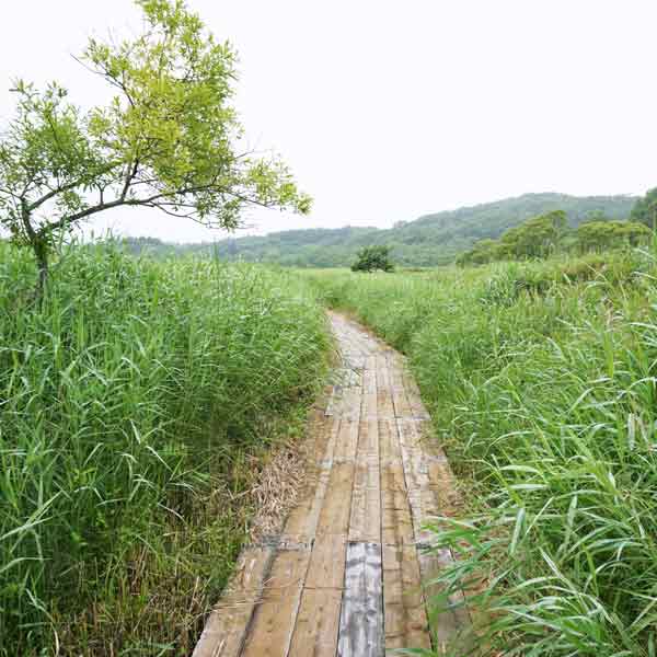 霧多布湿原 やちぼうず木道