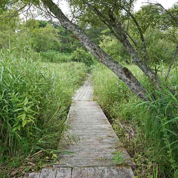 霧多布湿原 やちぼうず木道