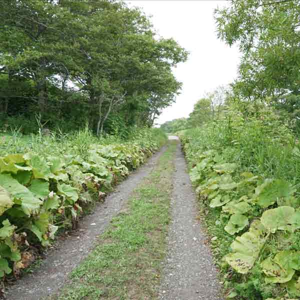 霧多布湿原 道