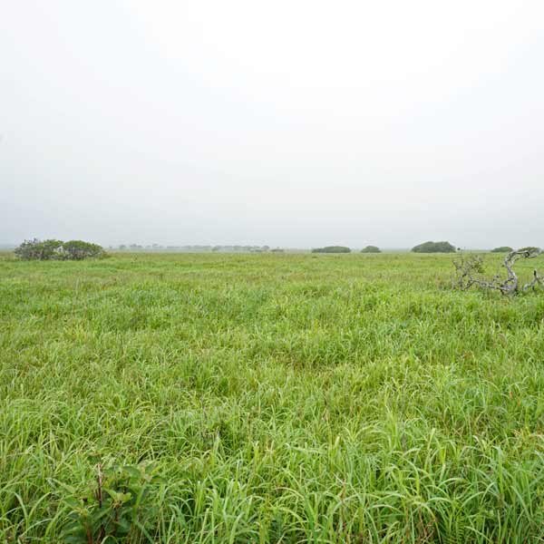 霧多布湿原