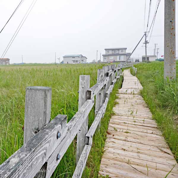 霧多布湿原 仲の浜木道