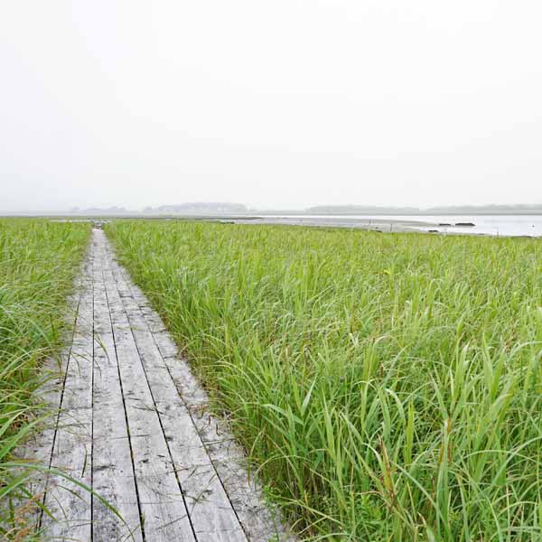 霧多布湿原 木道