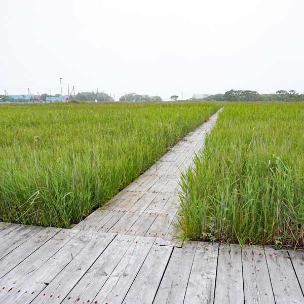 霧多布湿原 木道