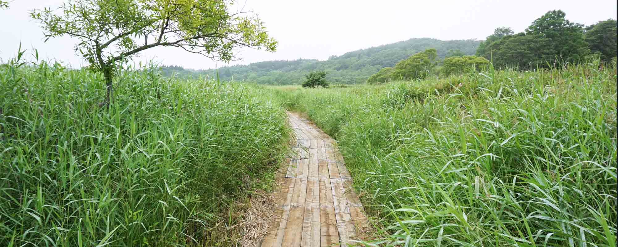やちぼうず木道