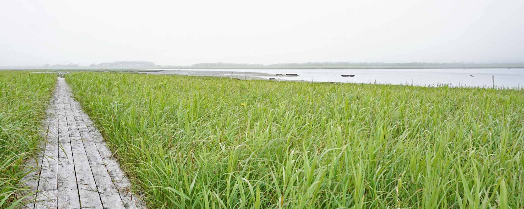 霧多布湿原