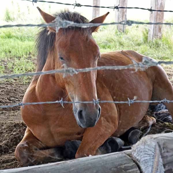 小清水原生花園 放牧の馬