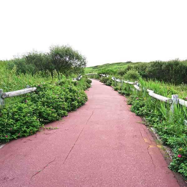 小清水原生花園 遊歩道