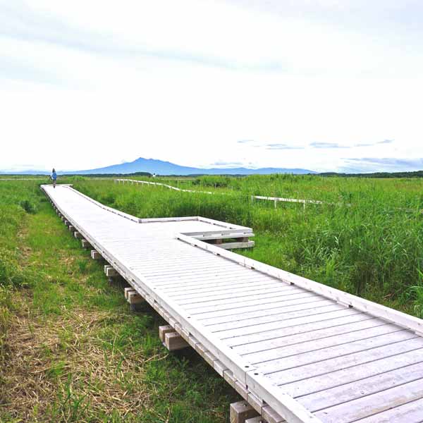 小清水原生花園 濤沸湖木道