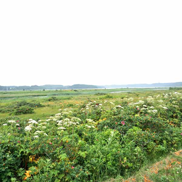小清水原生花園 花畑