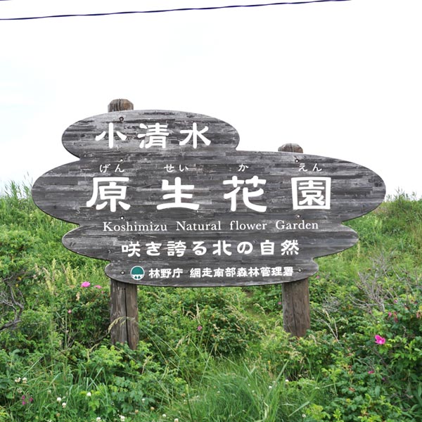 小清水原生花園