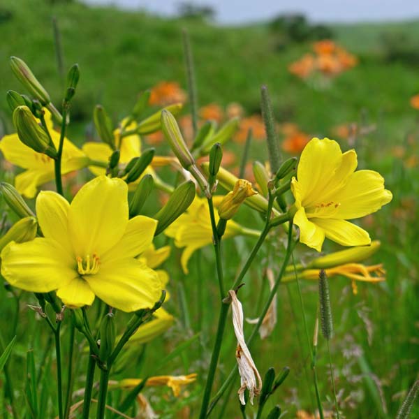小清水原生花園