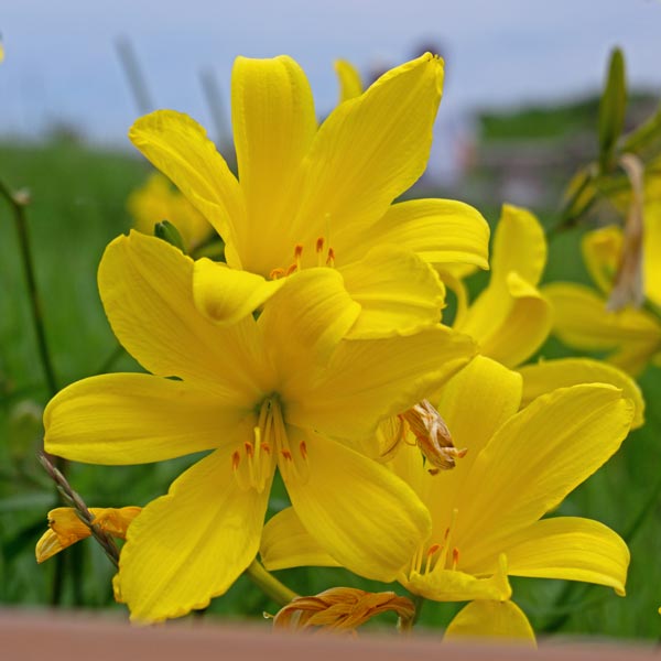 小清水原生花園