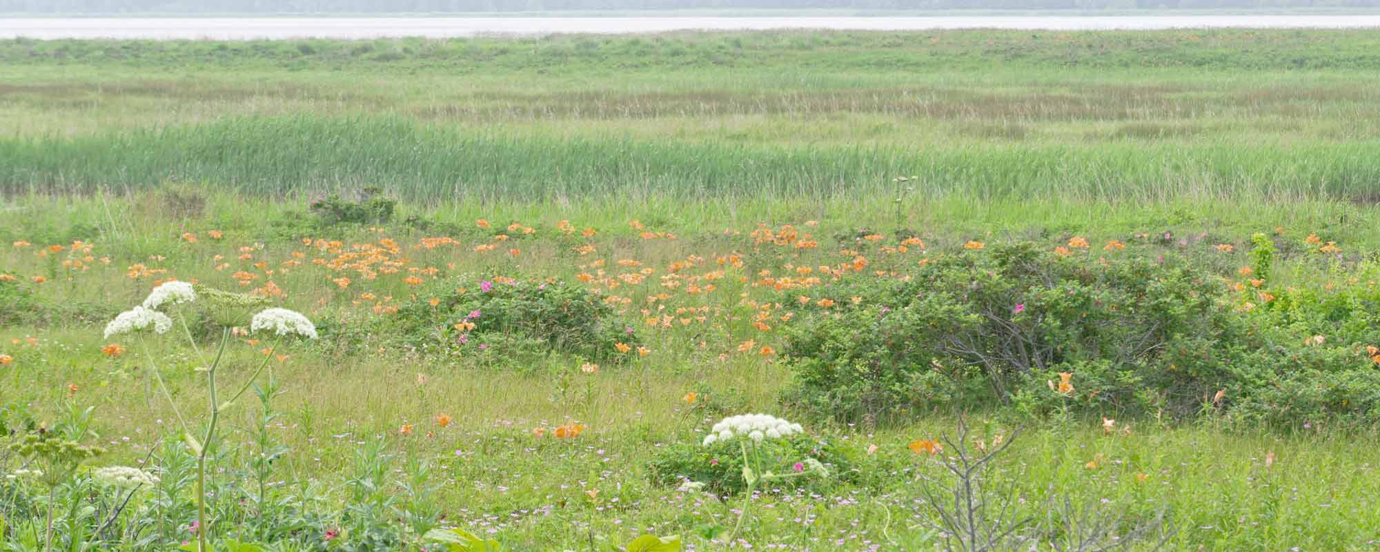 小清水原生花園