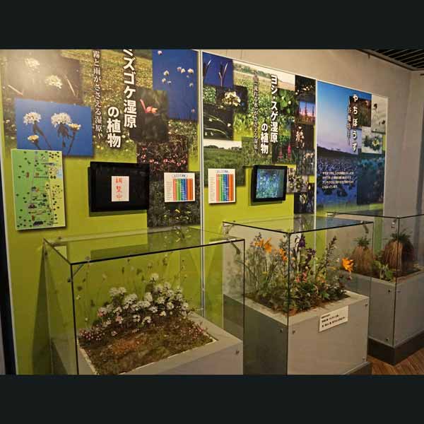 釧路湿原 釧路市湿原展望台 湿原の植物