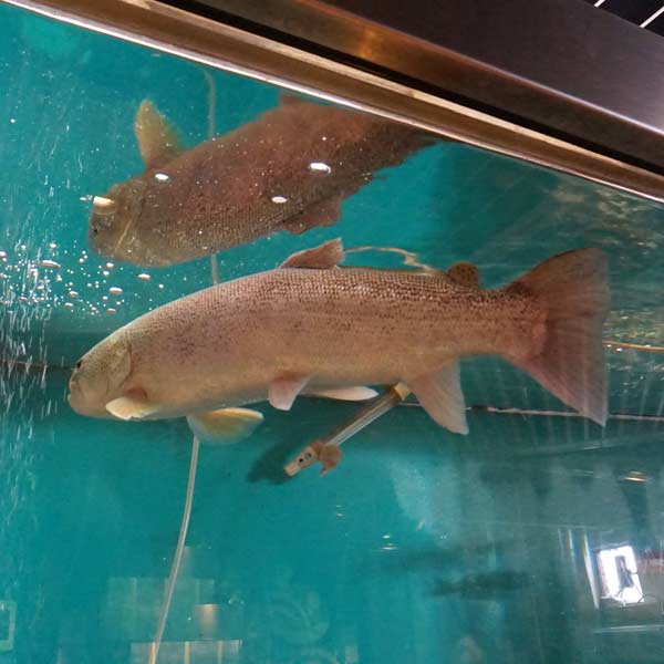 釧路湿原 釧路市湿原展望台 イトウ