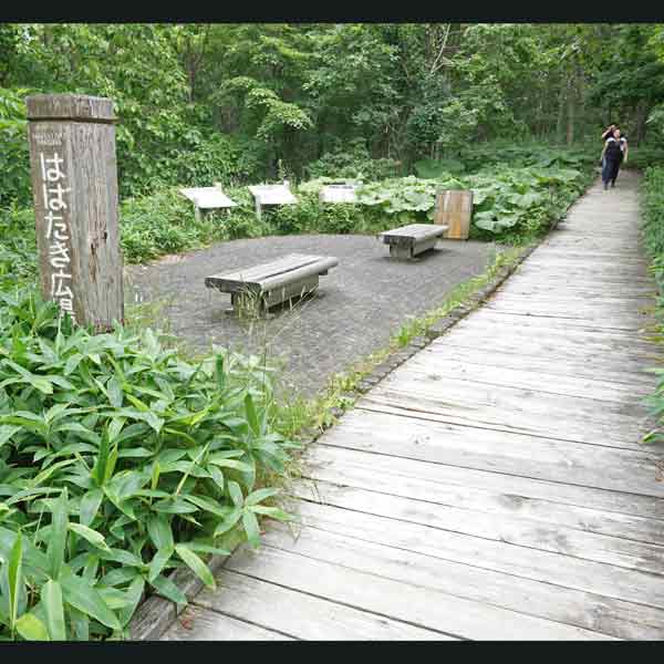釧路湿原 湿原展望遊歩道 はばたき広場