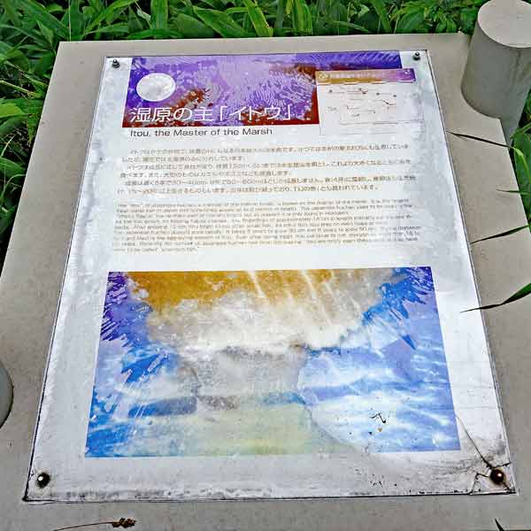 看板 湿原の主「イトウ」について