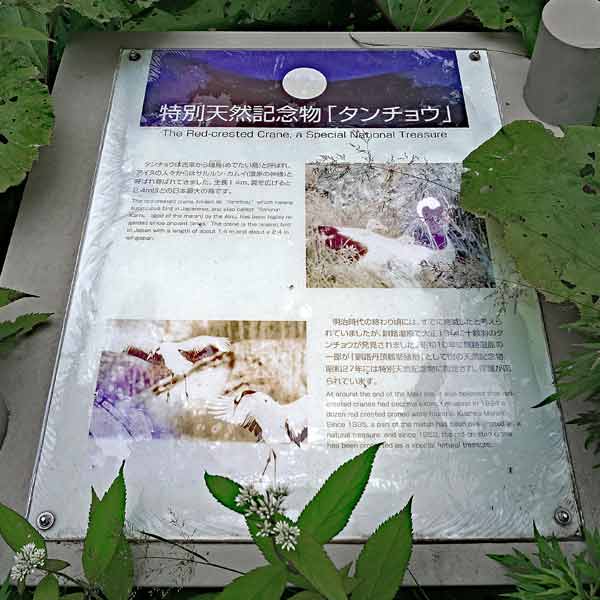 看板 特別天然記念物「タンチョウ」について