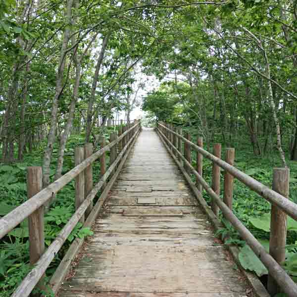 釧路湿原 湿原展望遊歩道 木道