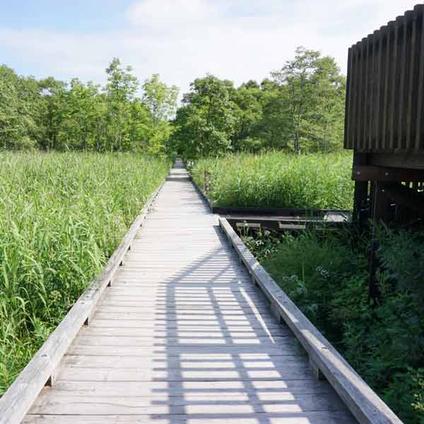 釧路湿原 温根内木道