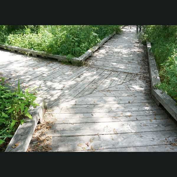 釧路湿原 温根内木道 分岐