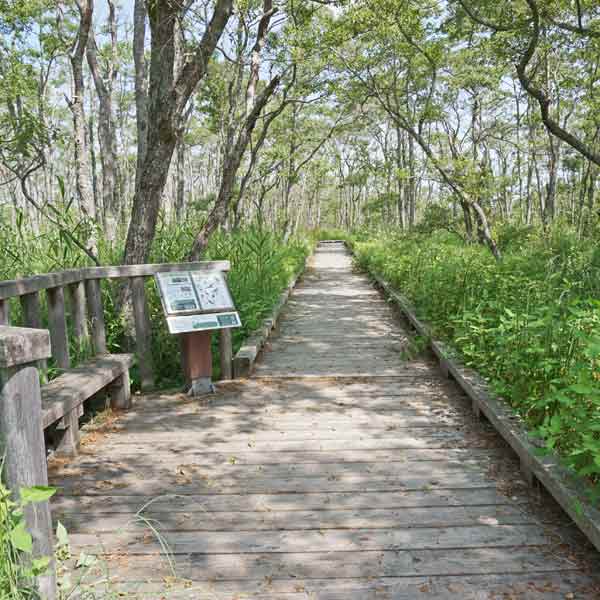 釧路湿原 温根内木道
