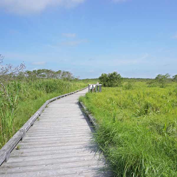 釧路湿原 温根内木道