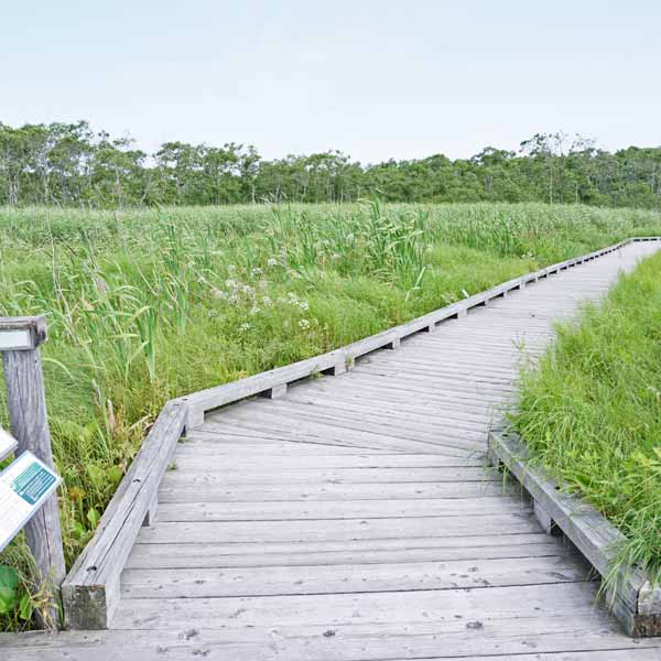 釧路湿原 温根内木道 外周