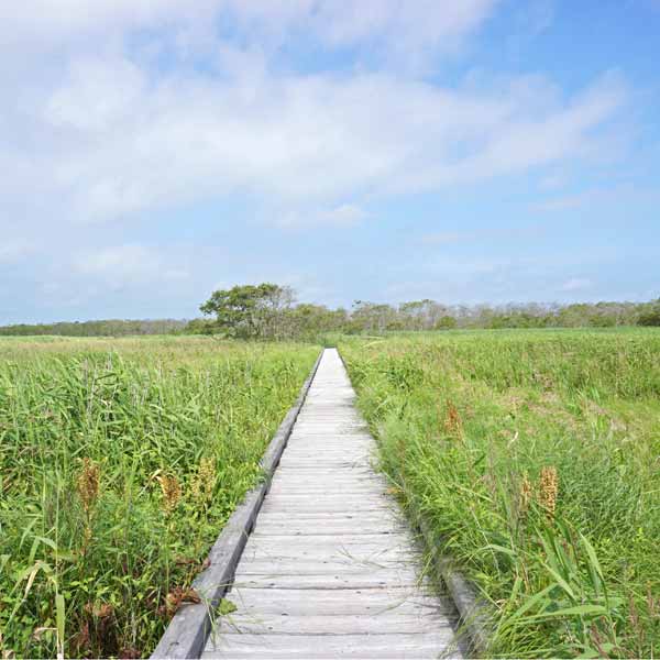 釧路湿原 温根内木道