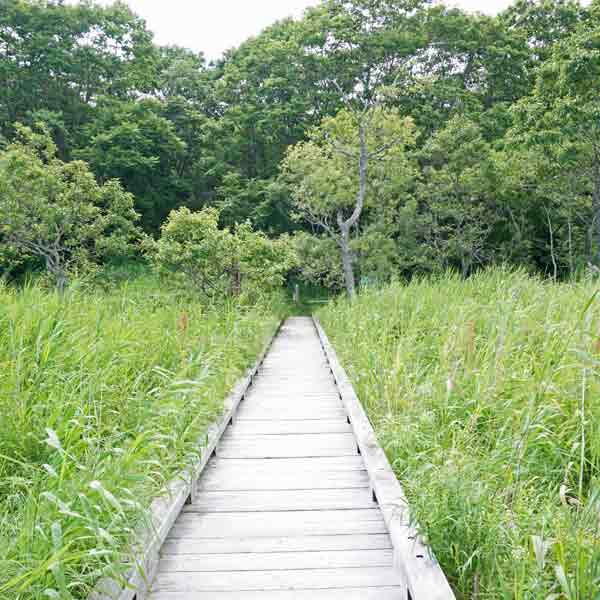 釧路湿原 温根内木道 分岐