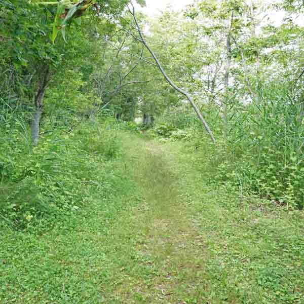 釧路湿原 温根内木道 探勝歩道
