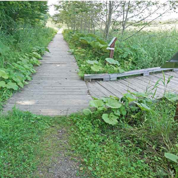 釧路湿原 温根内木道