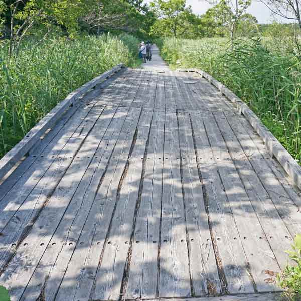 釧路湿原 温根内木道