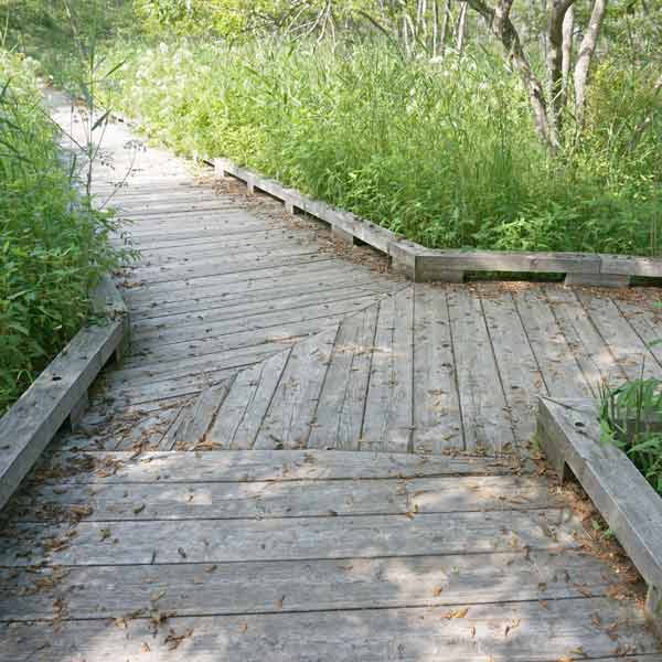 釧路湿原 温根内木道 分岐