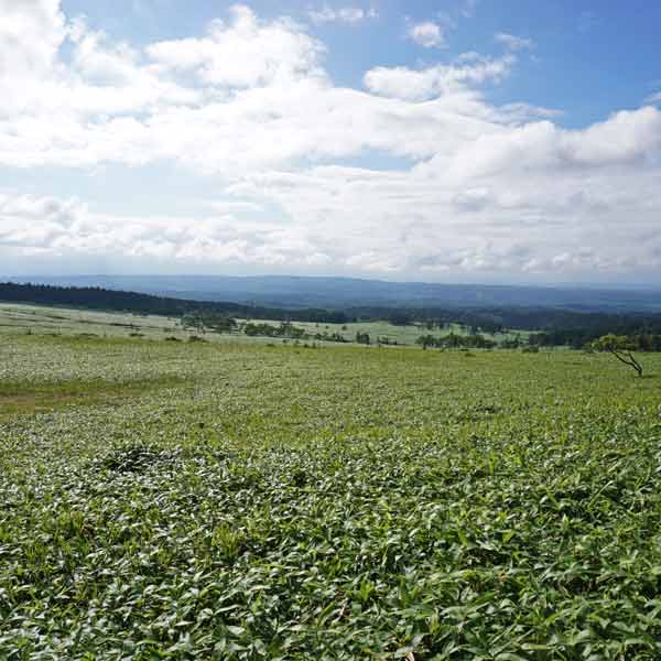 美幌峠
